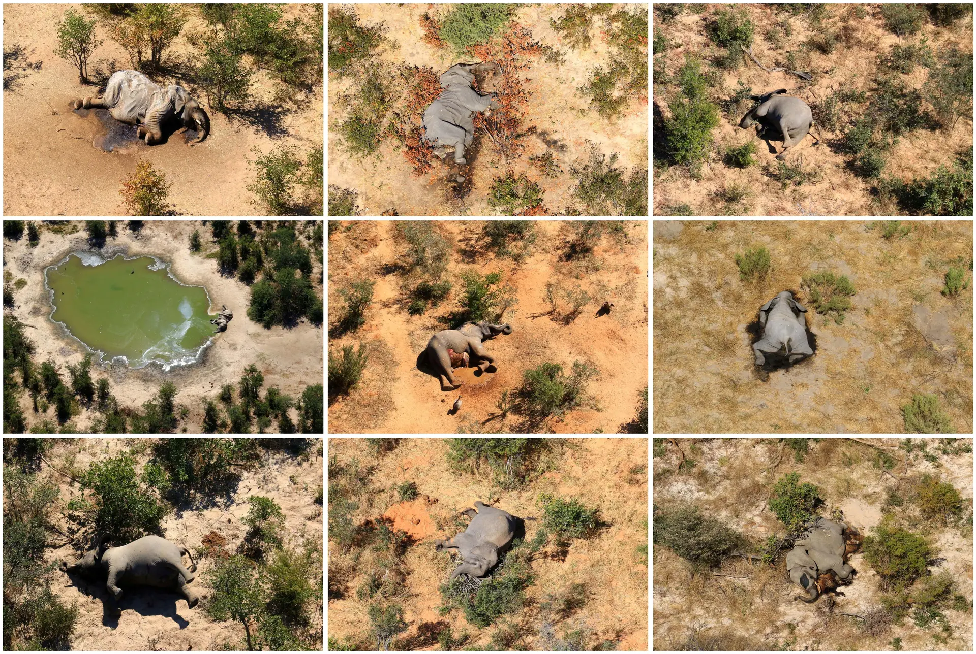 Fotografias de vários elefantes mortos no delta do Okavango