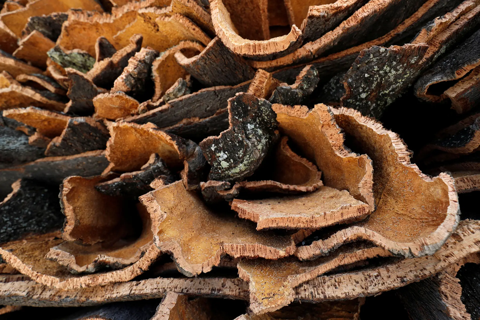 Nove homens detidos por furto de 1.500 quilos de cortiça em Santarém, Évora e Setúbal