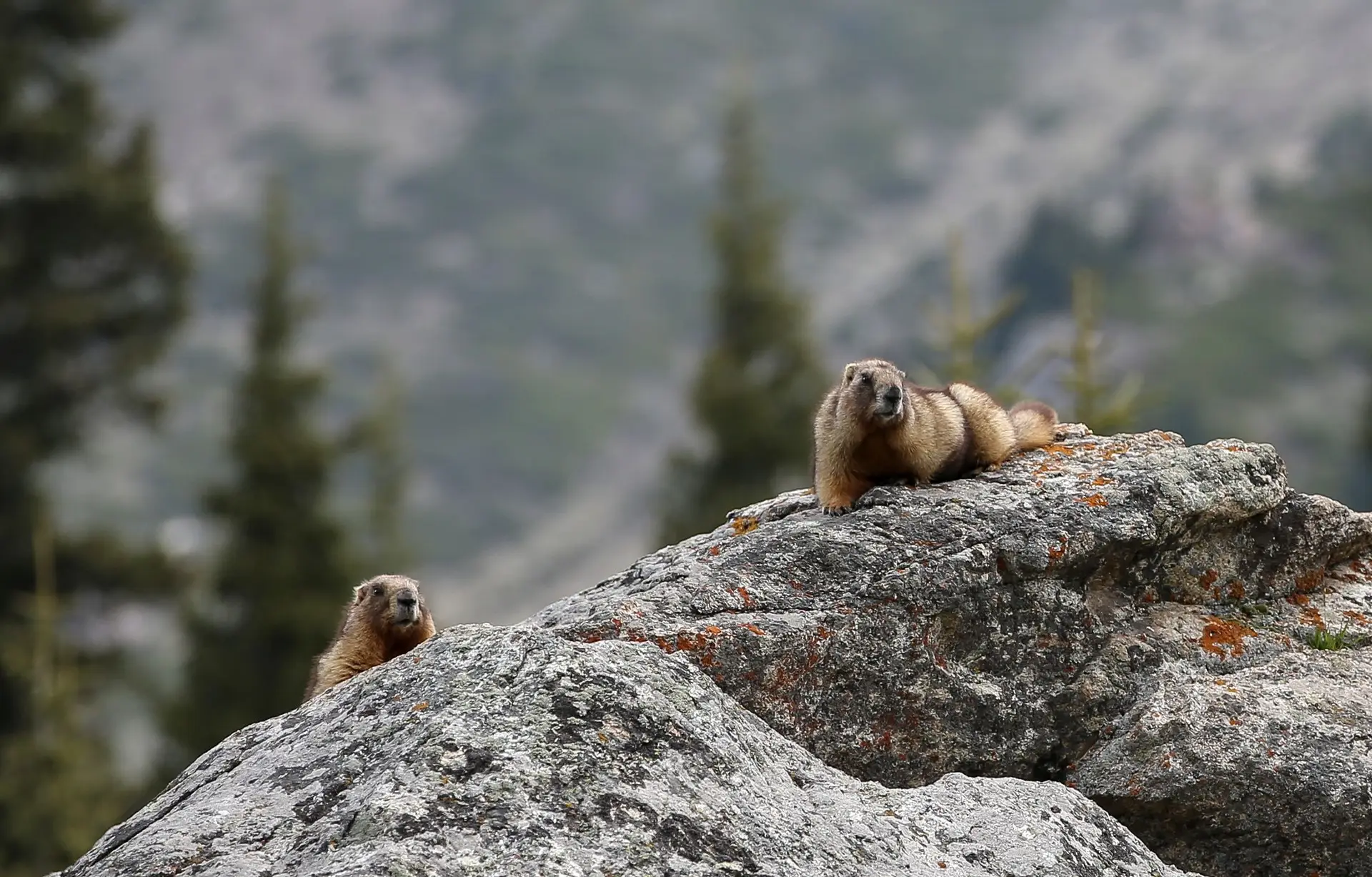 Marmota