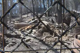 PCP pede explicações ao Governo sobre morte de animais em Santo Tirso