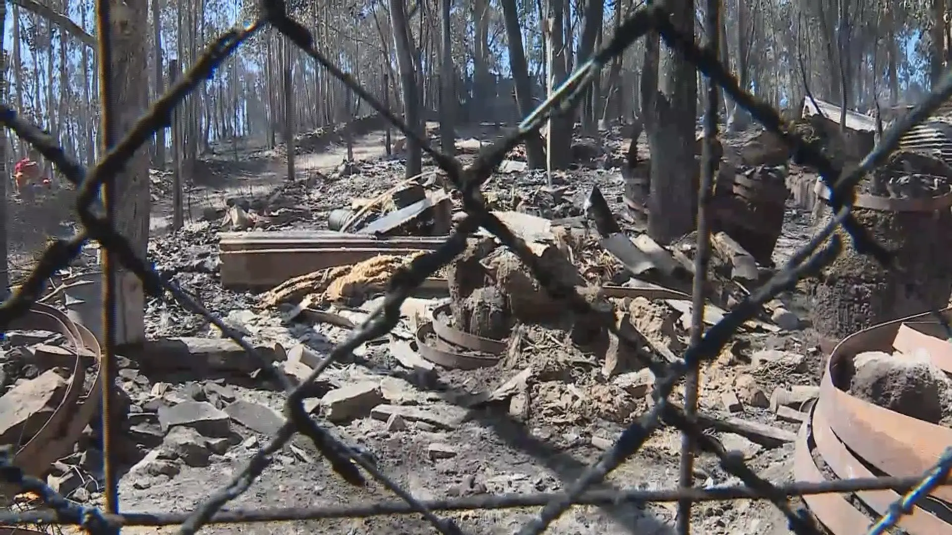 Petição sobre caso de animais no incêndio em Santo Tirso ultrapassa 100 mil assinaturas