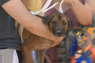 Já há mais de 100 mil assinaturas na petição que exige “justiça por falta de auxílio prestado” a animais em canil ardido