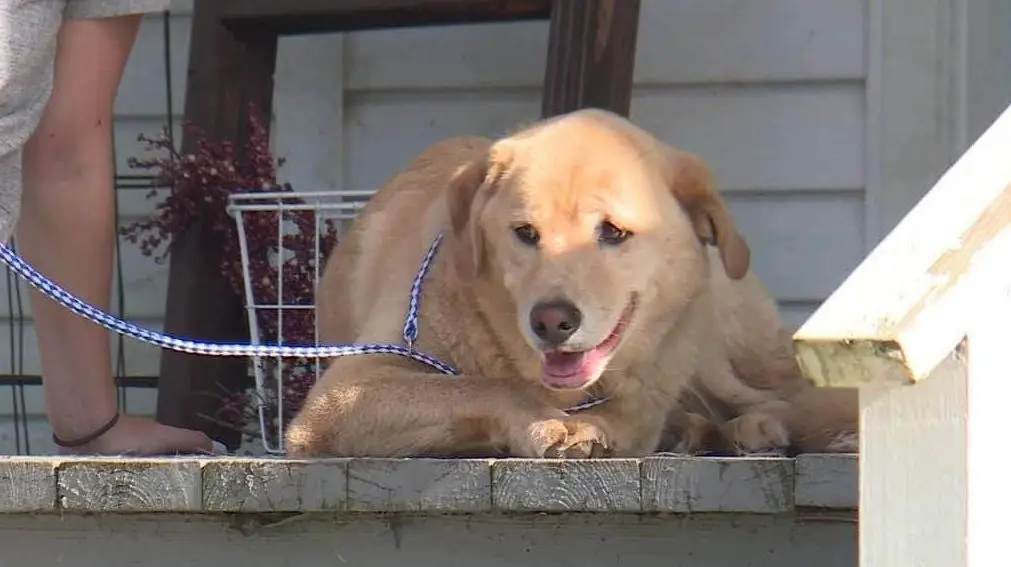 Cleo , uma fêmea de 4 anos da raça labrador, fez 90 km para visitar a antiga casa.