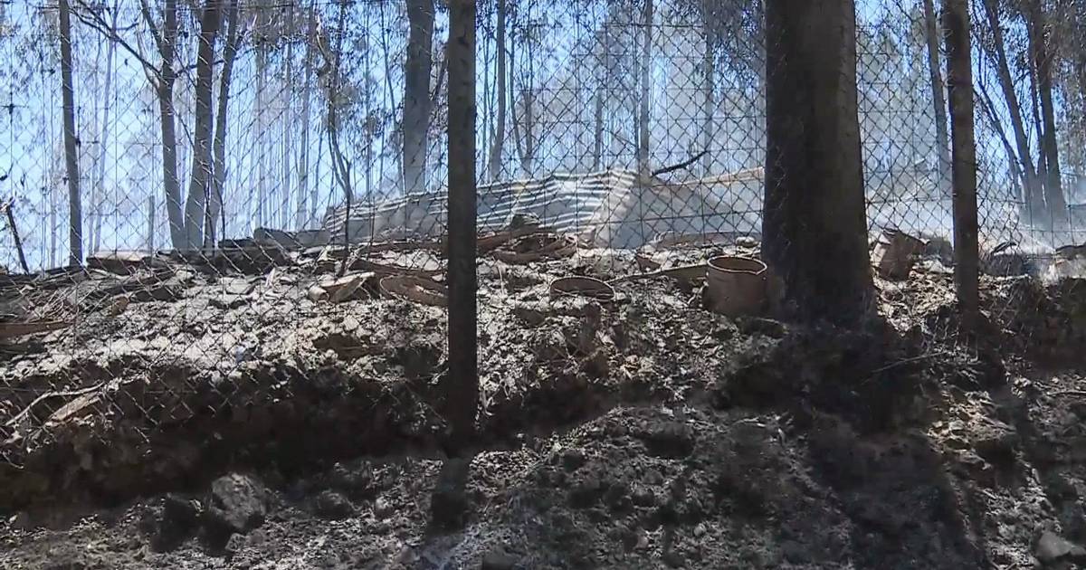 Tribunal absolve cinco arguidos no caso dos 92 animais mortos no incêndio de Santo Tirso