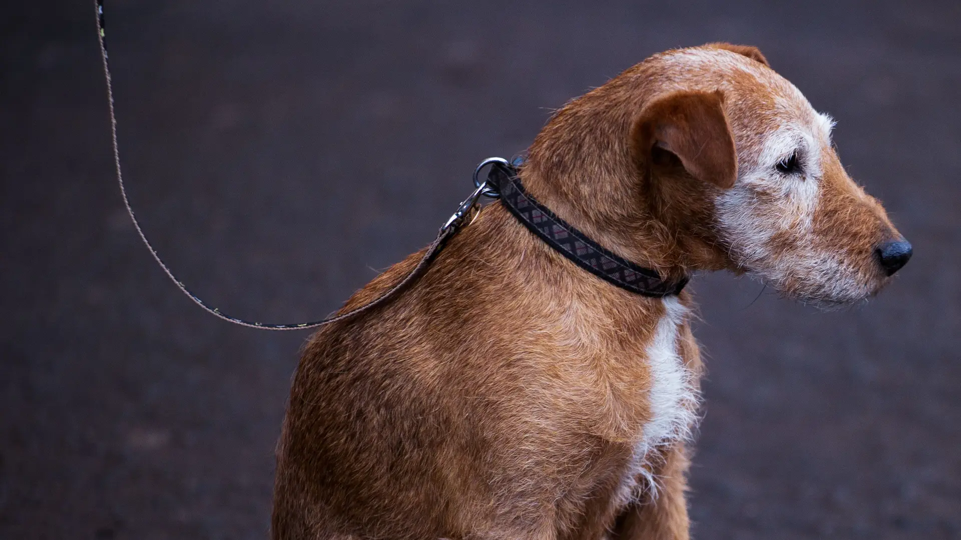 Filmes de Laura Carreira e Ana Rocha de Sousa integram festival de Veneza