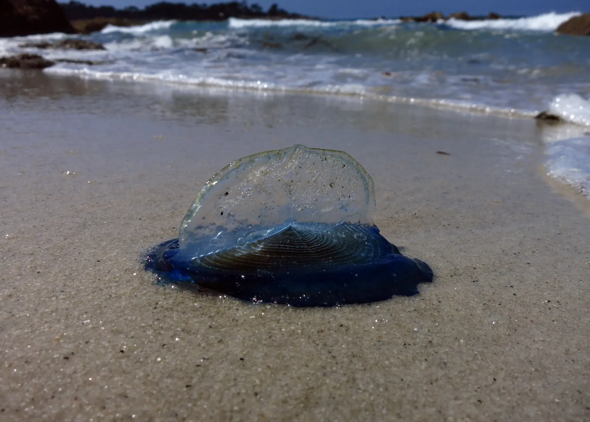 Mulher cai de arriba ao tirar fotos na praia de São Pedro do Estoril - SIC  Notícias