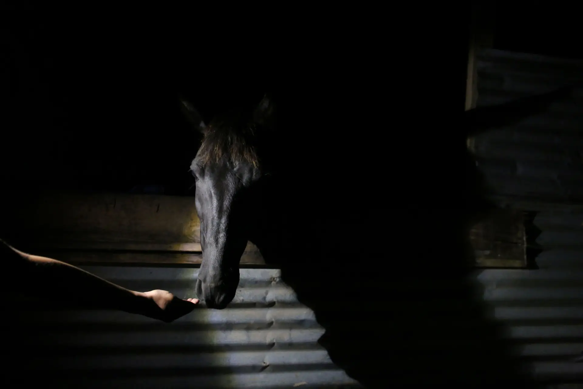 Soro contra a Covid-19 feito com plasma de cavalo será testado em