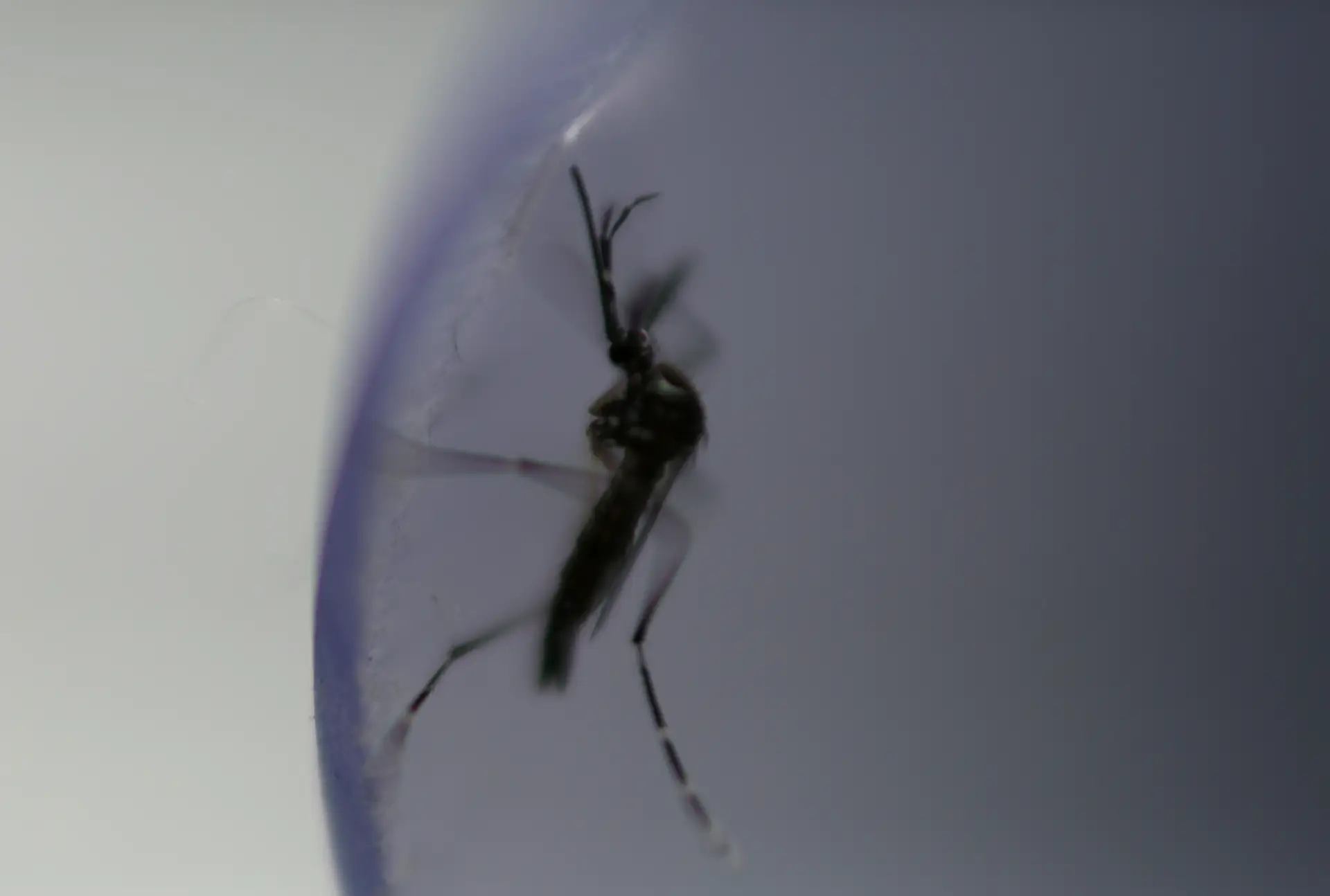 Dengue pode fornecer algum nível de imunidade à covid-19, revela estudo
