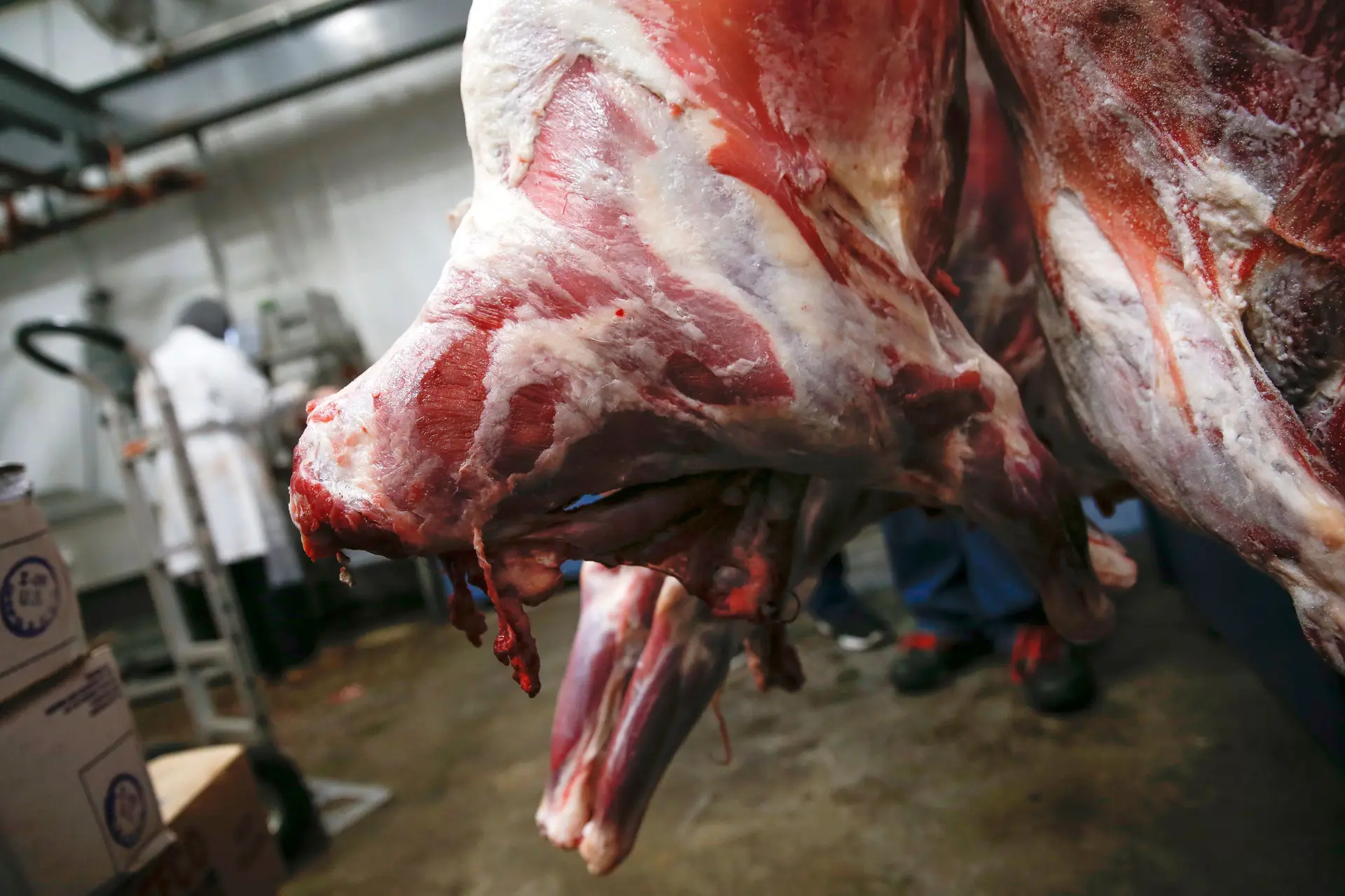 Produtores de carne britânicos querem contratar reclusos por não terem pessoal
