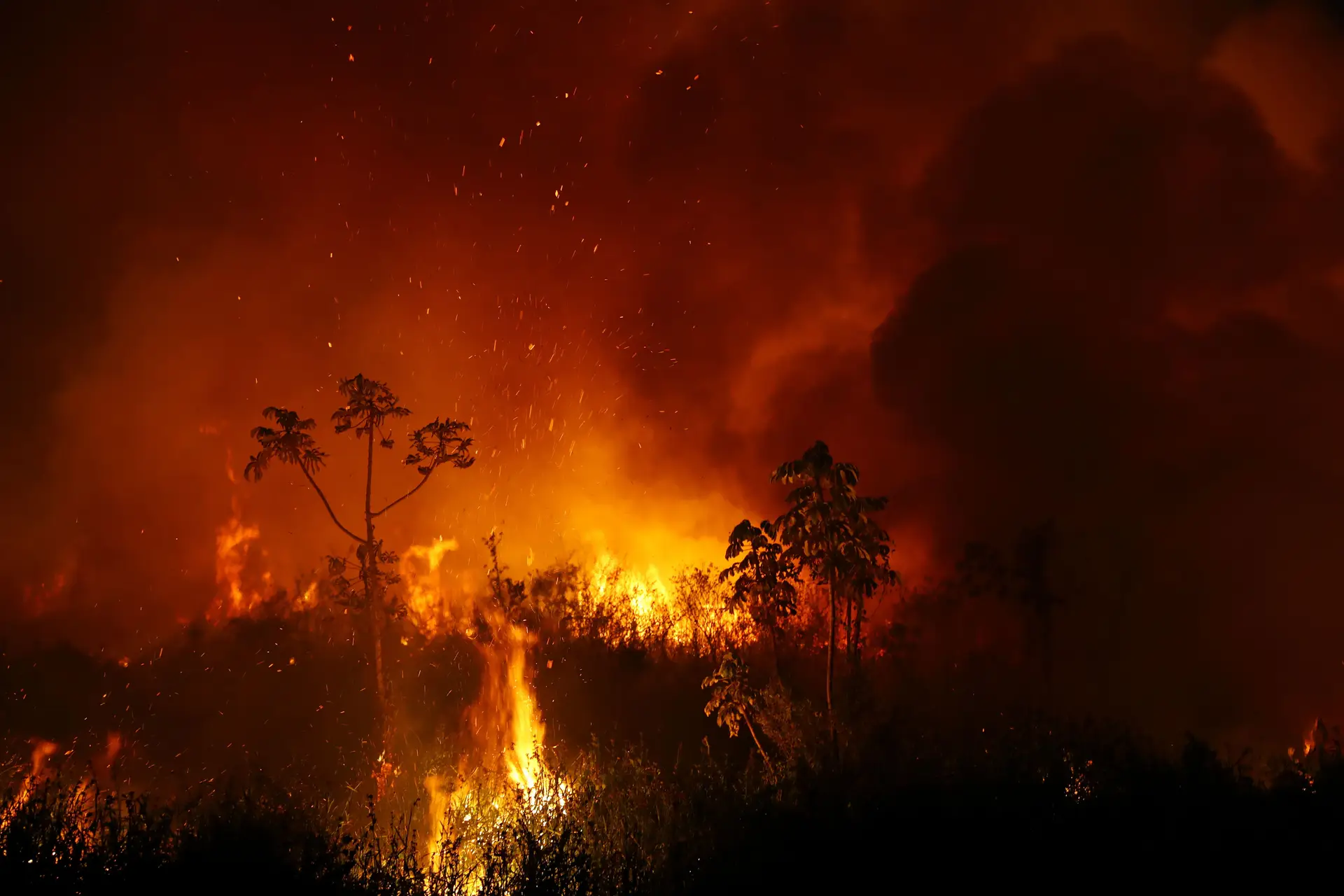 Incêndios no Pantanal. Governo do Brasil reconhece situação de emergência