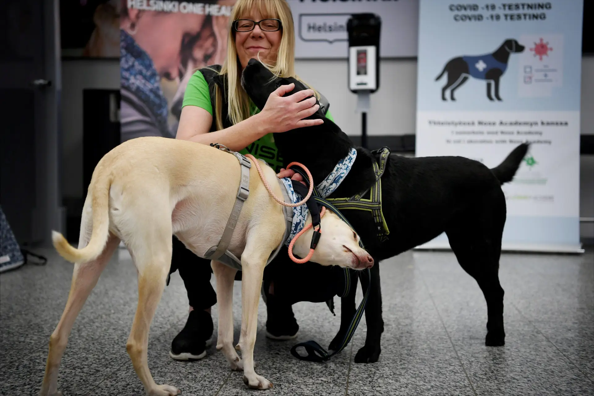 Cães pisteiros postos à prova no aeroporto de Helsínquia. Vão detetar quem tem covid-19