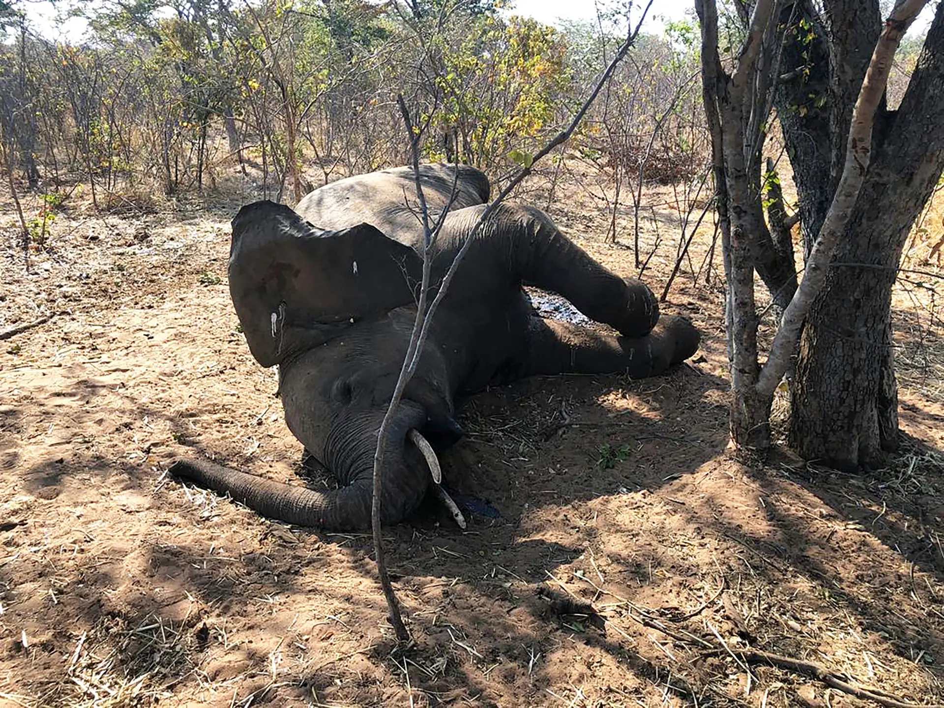 Mais 12 elefantes encontrados mortos no Zimbabué