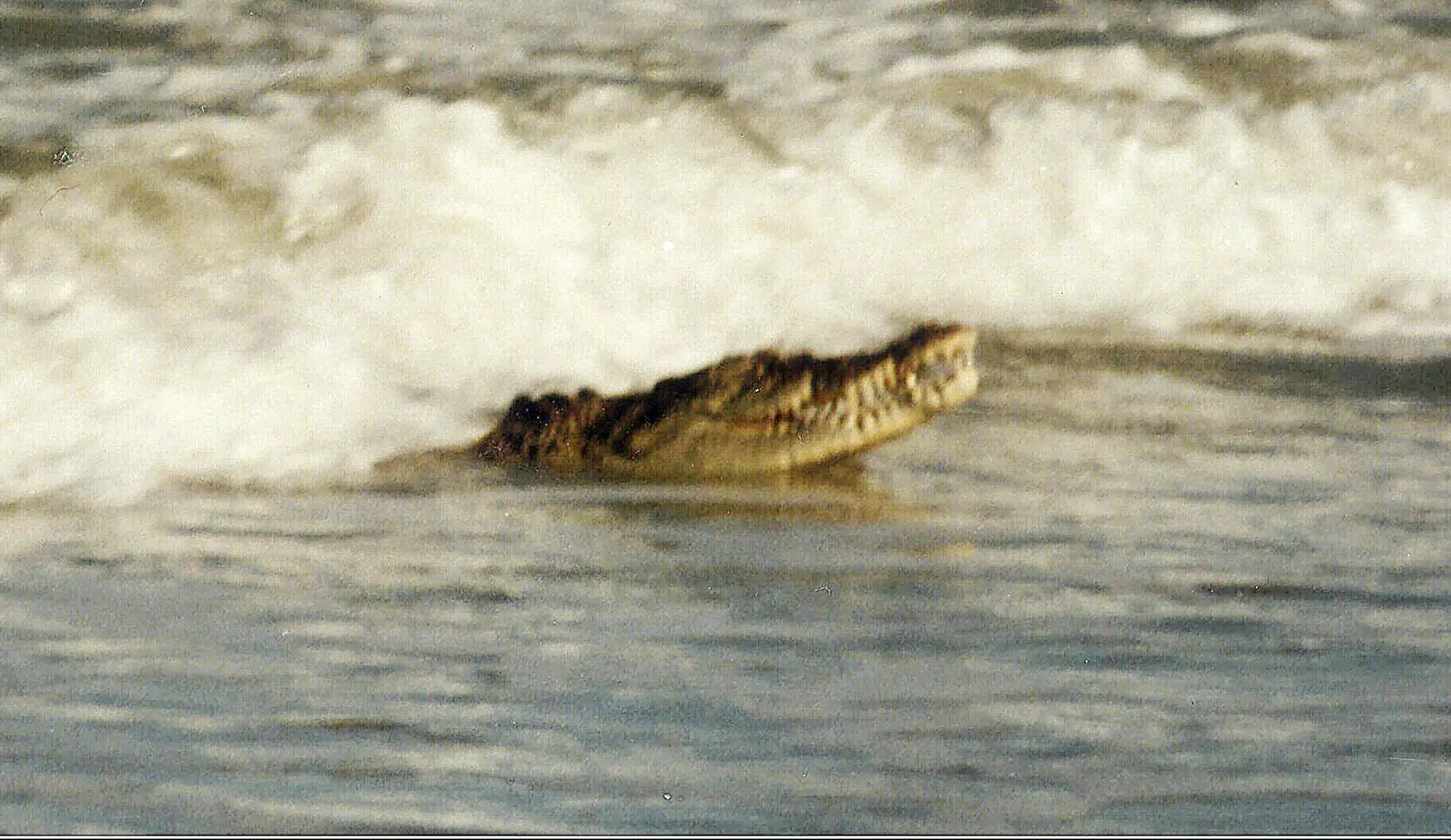 "É um milagre inexplicável não ter sido mais grave". Português mordido por crocodilo em Timor-Leste