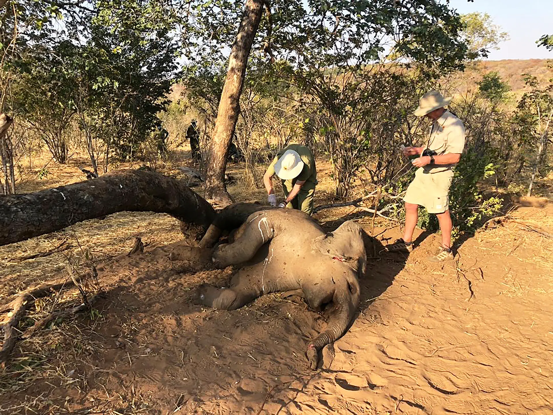 Veterinários recolhem amostras de elefantes mortos no Zimbabué