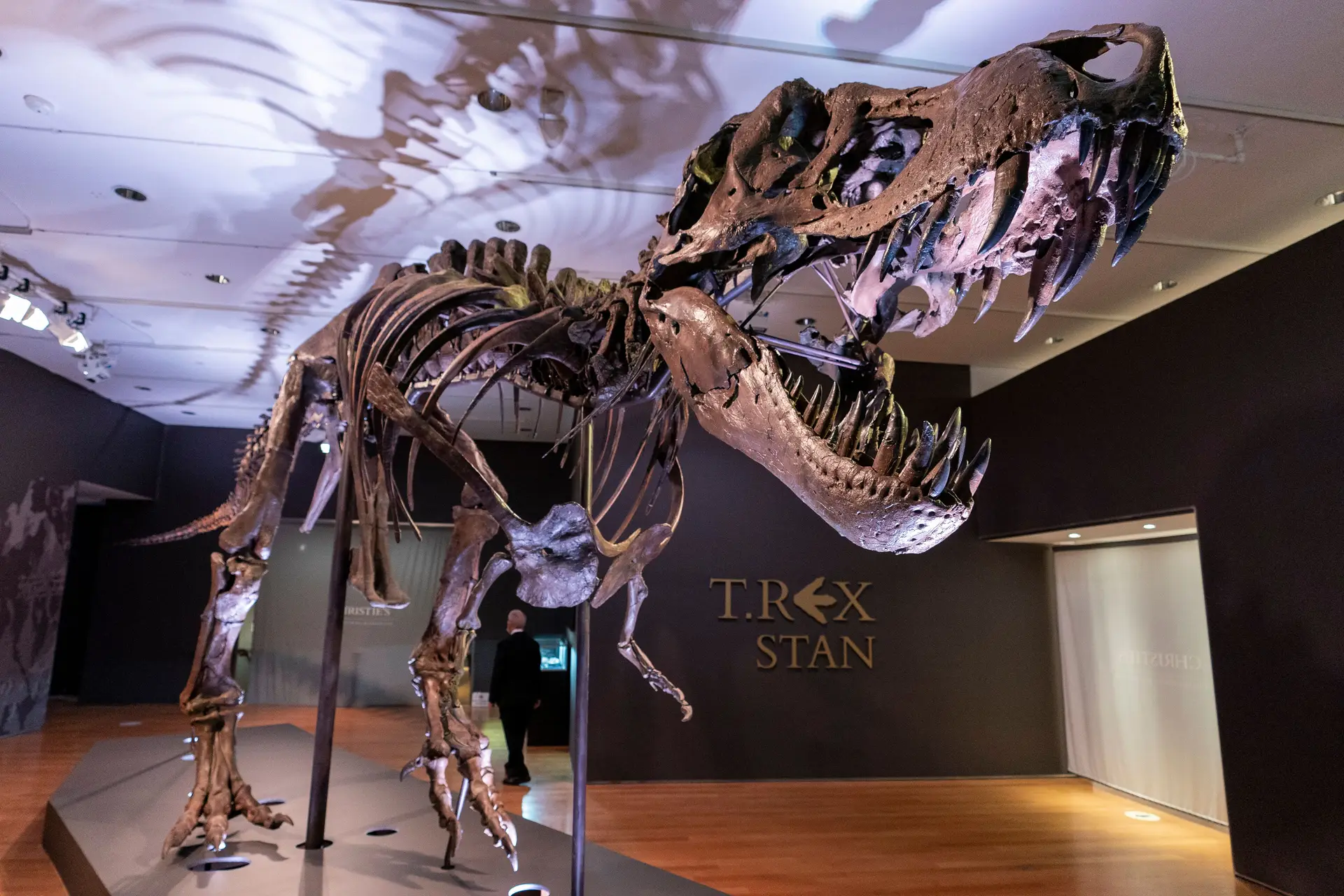 Stan o T. Rex vendido por 31 milhões de dólares, um recorde para um dinossauro