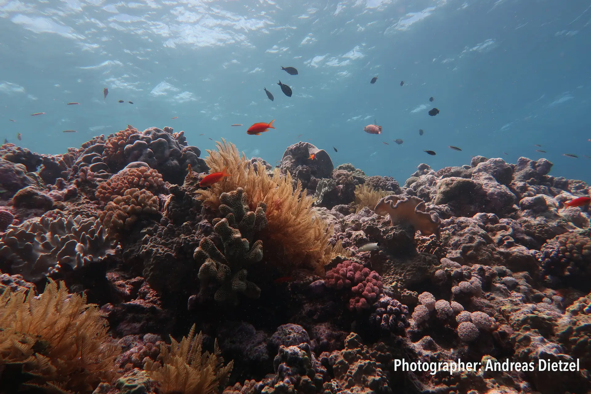 A perda de estruturas de coral mais complexas significa que são destruídos os habitats de peixes e  outras criaturas.