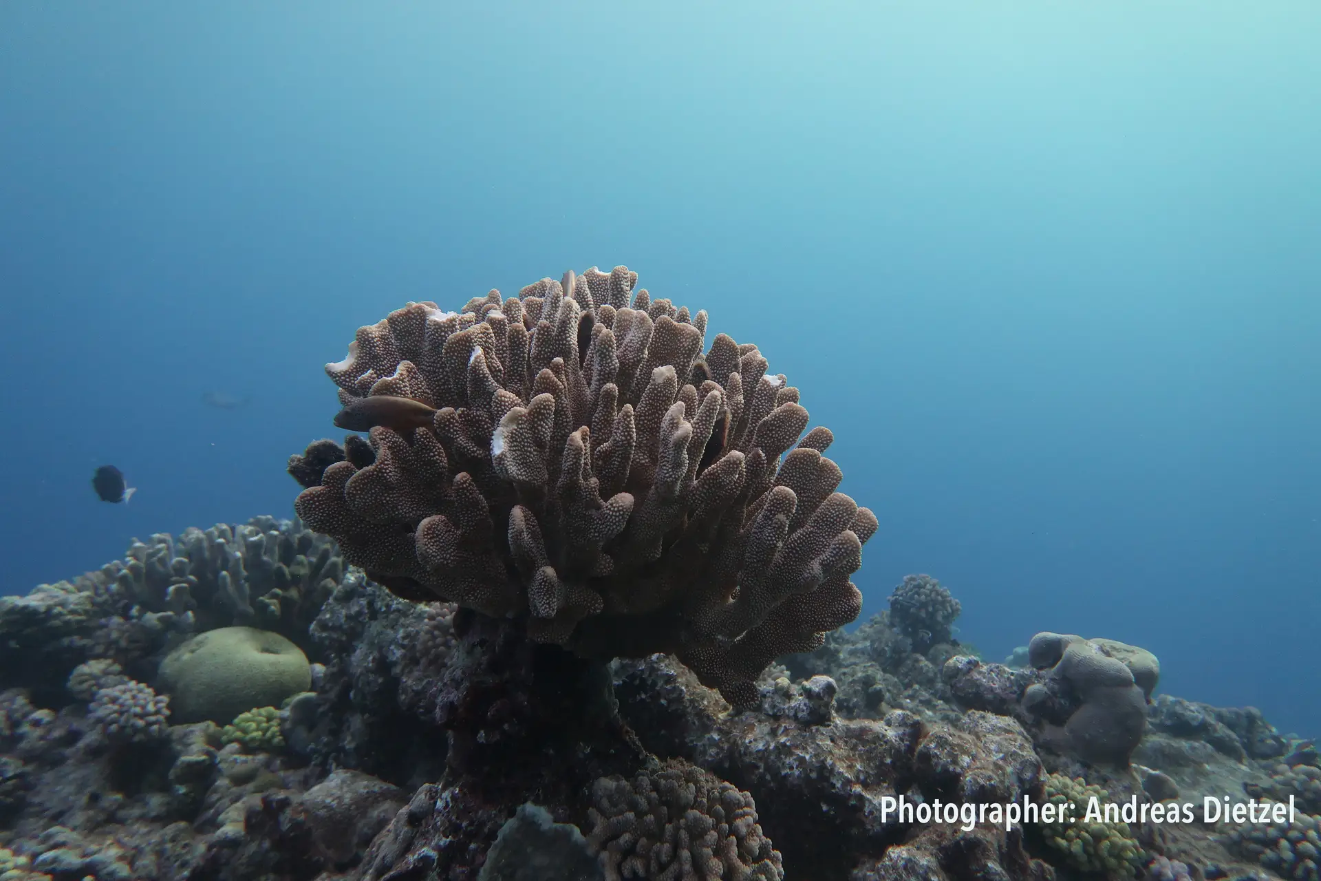 Com o aumento da temperatura da água, morrem as algas simbióticas que vivem nos corais, que lhes dão a cor e fornecem nutrientes.