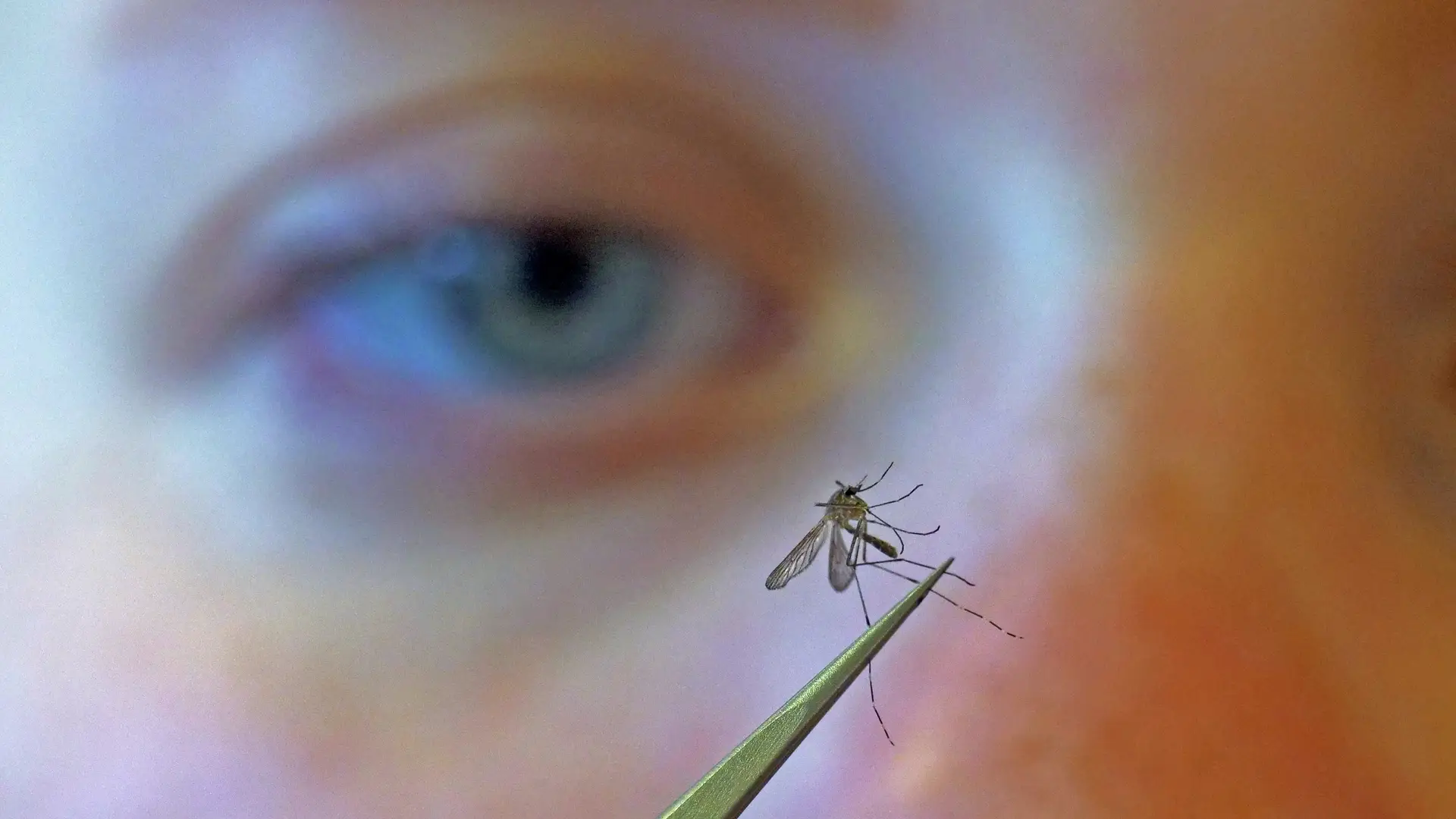 Foram detetados mosquitos com vírus da febre do Nilo Ocidental em Sevilha