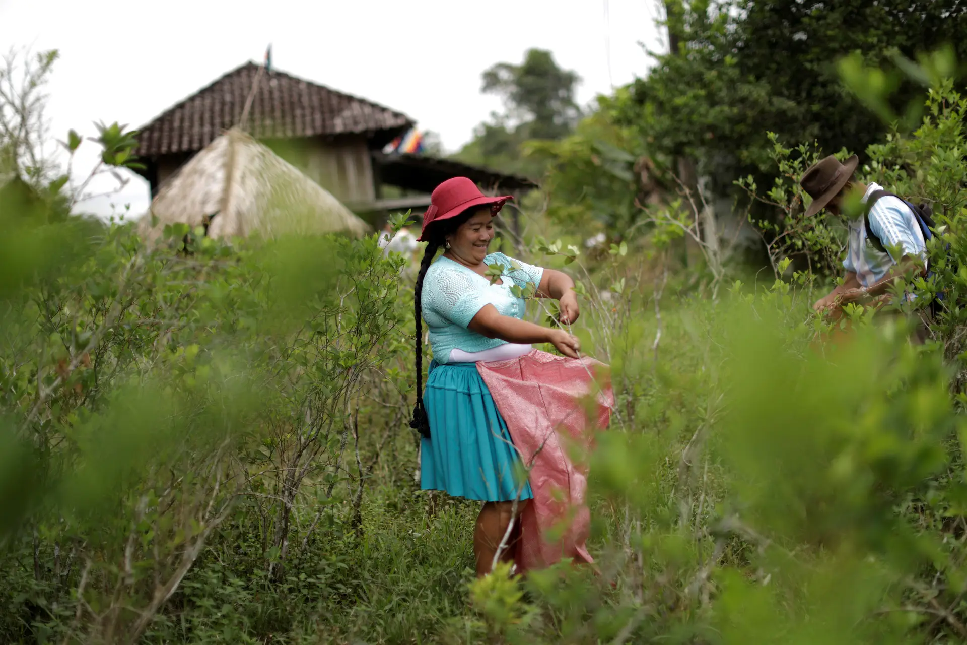 Agricultores de coca na região de Chapare, onde o vírus foi detetado pela primeira vez em 2013