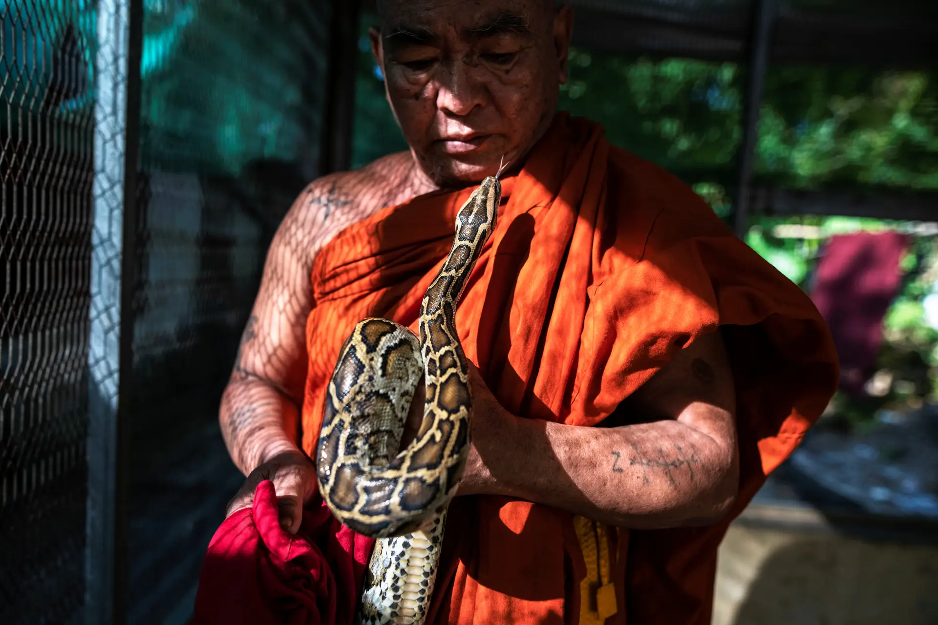 O mosteiro budista que se transformou num santuário de cobras
