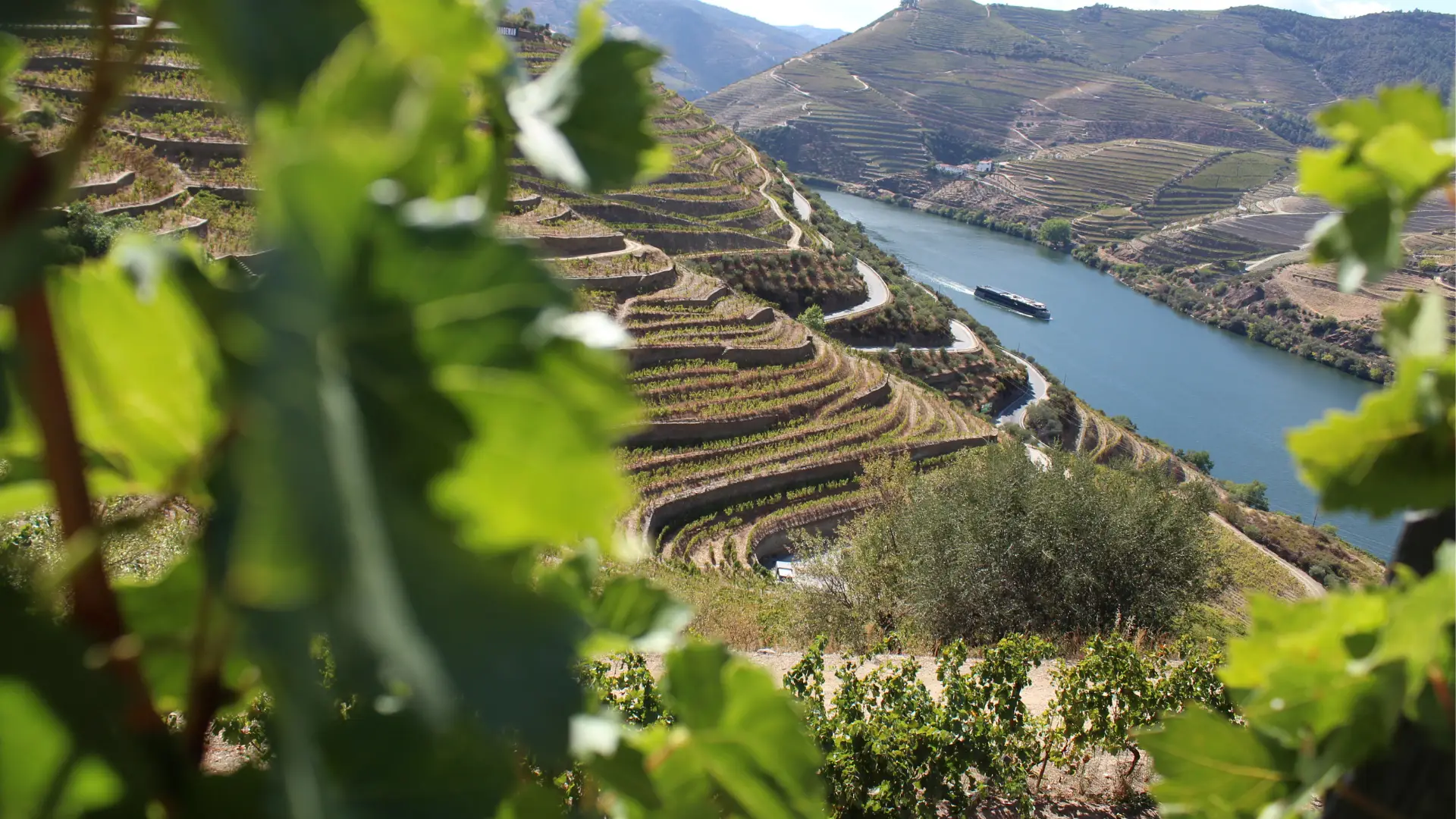 Alto Douro Vinhateiro é Património Mundial há 20 anos: o que ficou para a História a 14 de dezembro