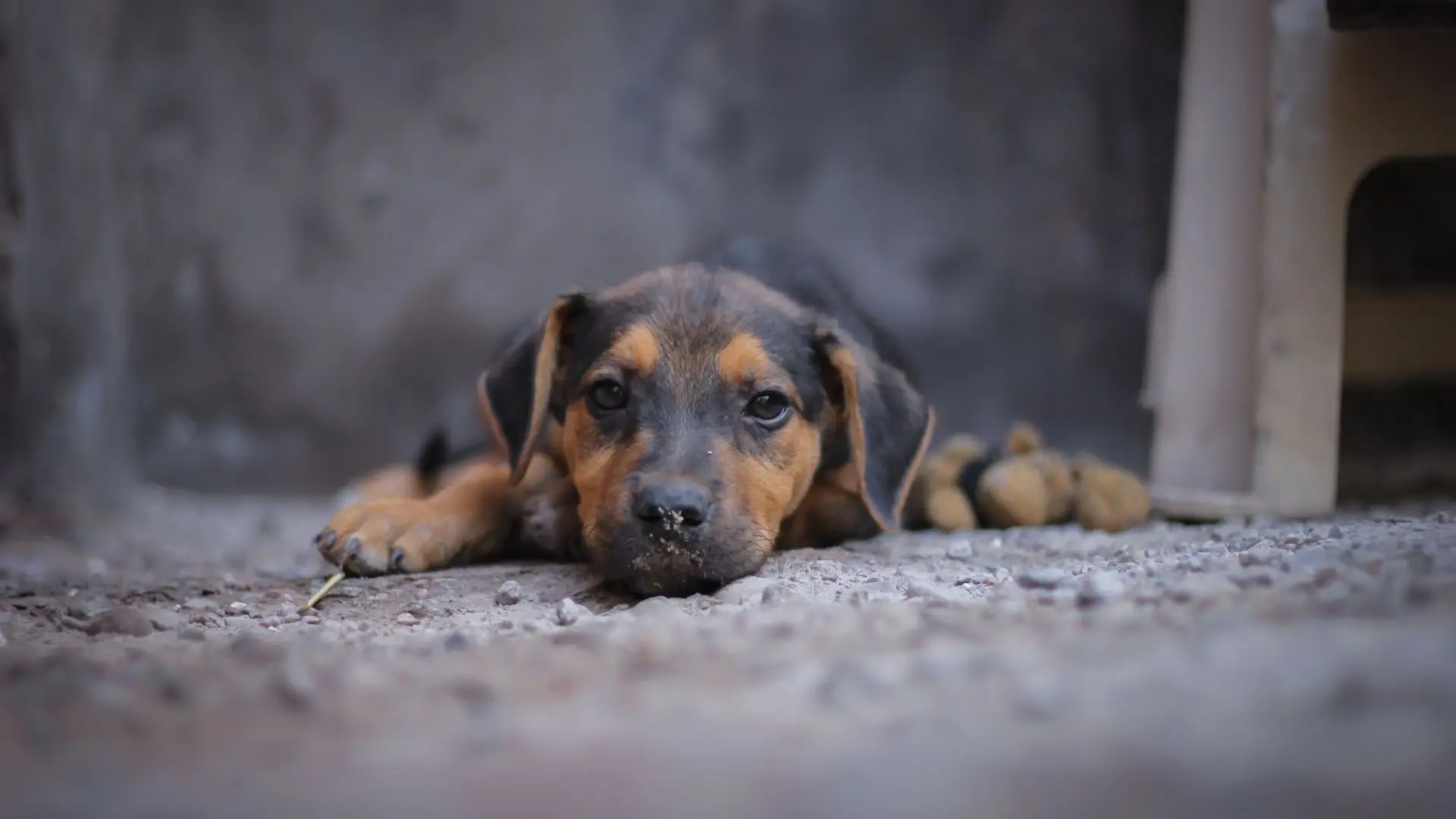 GNR resgata 25 cães vítimas de maus-tratos em Seia
