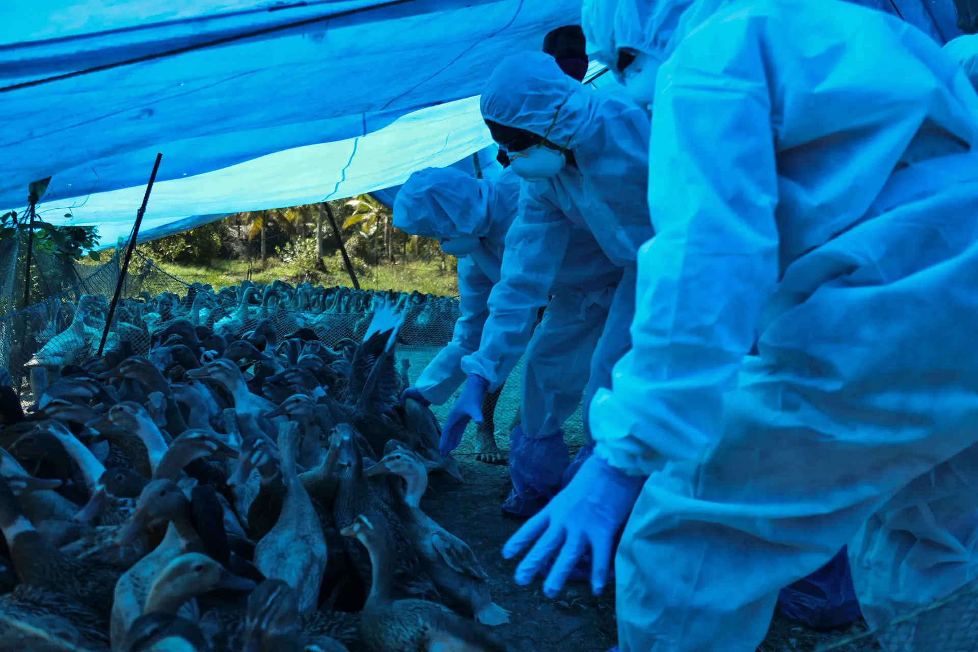 Gripe das aves detetada em exploração de patos em Santarém