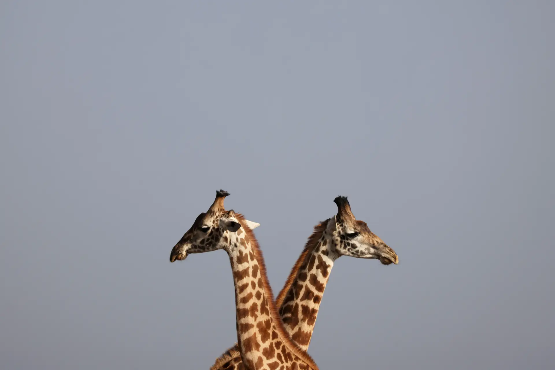 Cientistas provaram existência de duas girafas anãs no Uganda e na Namíbia