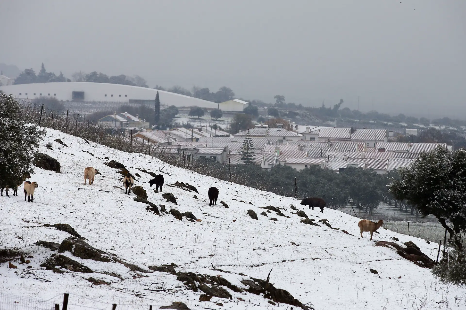 Featured image of post Imagens De Neve Em Estremoz / 160,316 likes · 126 talking about this.