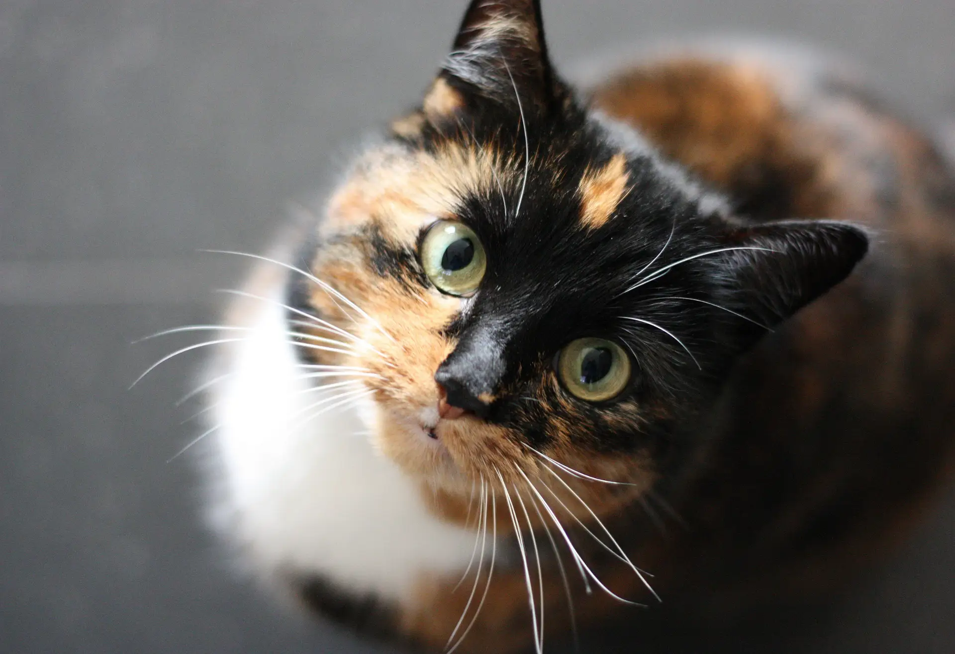 Dia Mundial do Gato. Afinal, quando se celebra?