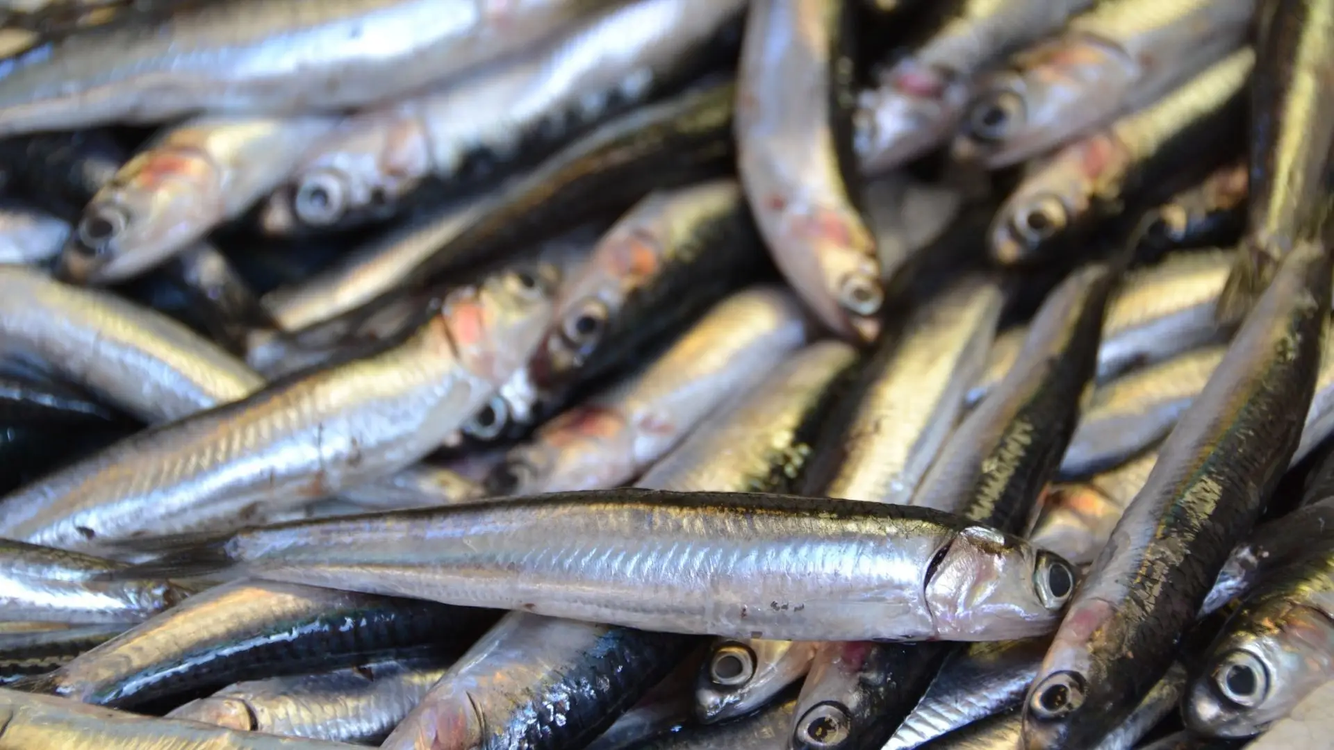Pesca da sardinha com cerco proibida entre 21 e 23 de junho no Algarve