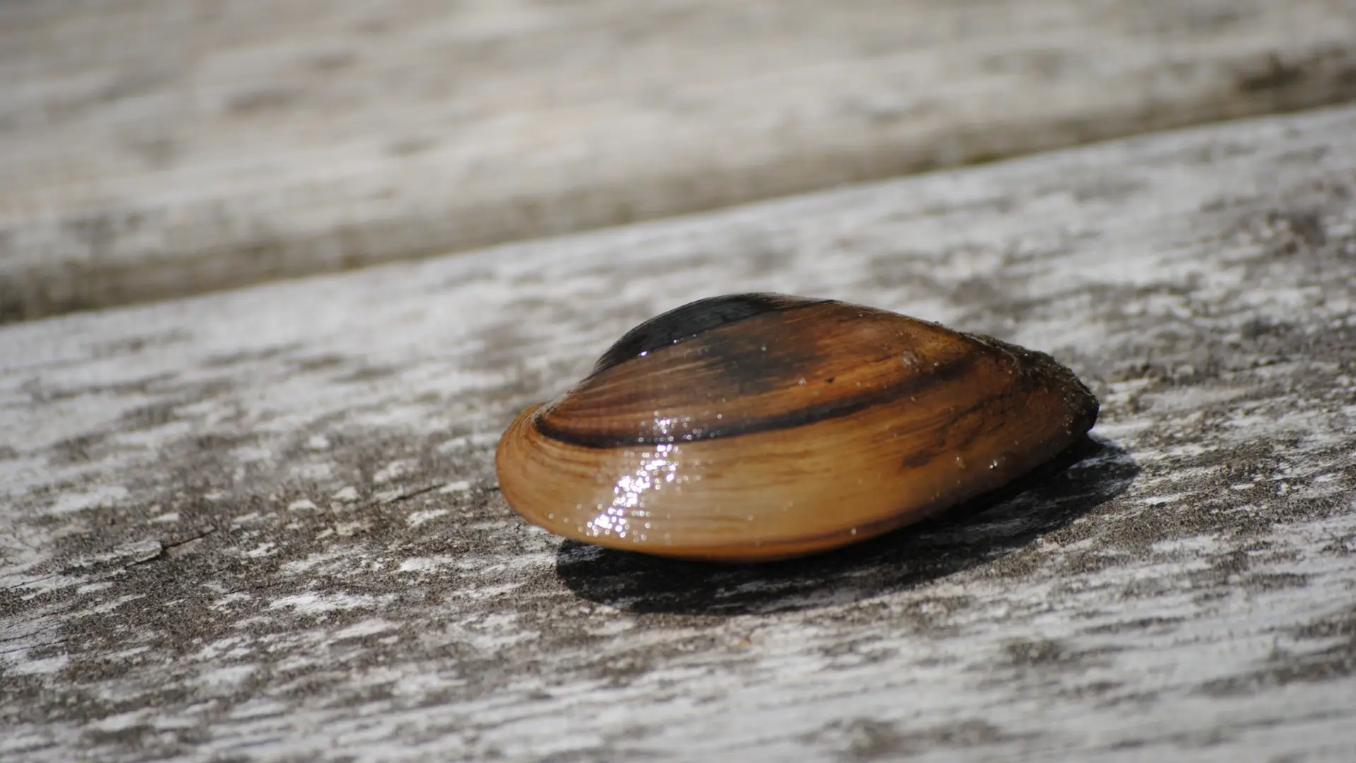 GNR apreende mais de uma tonelada de amêijoa-japonesa em Matosinhos