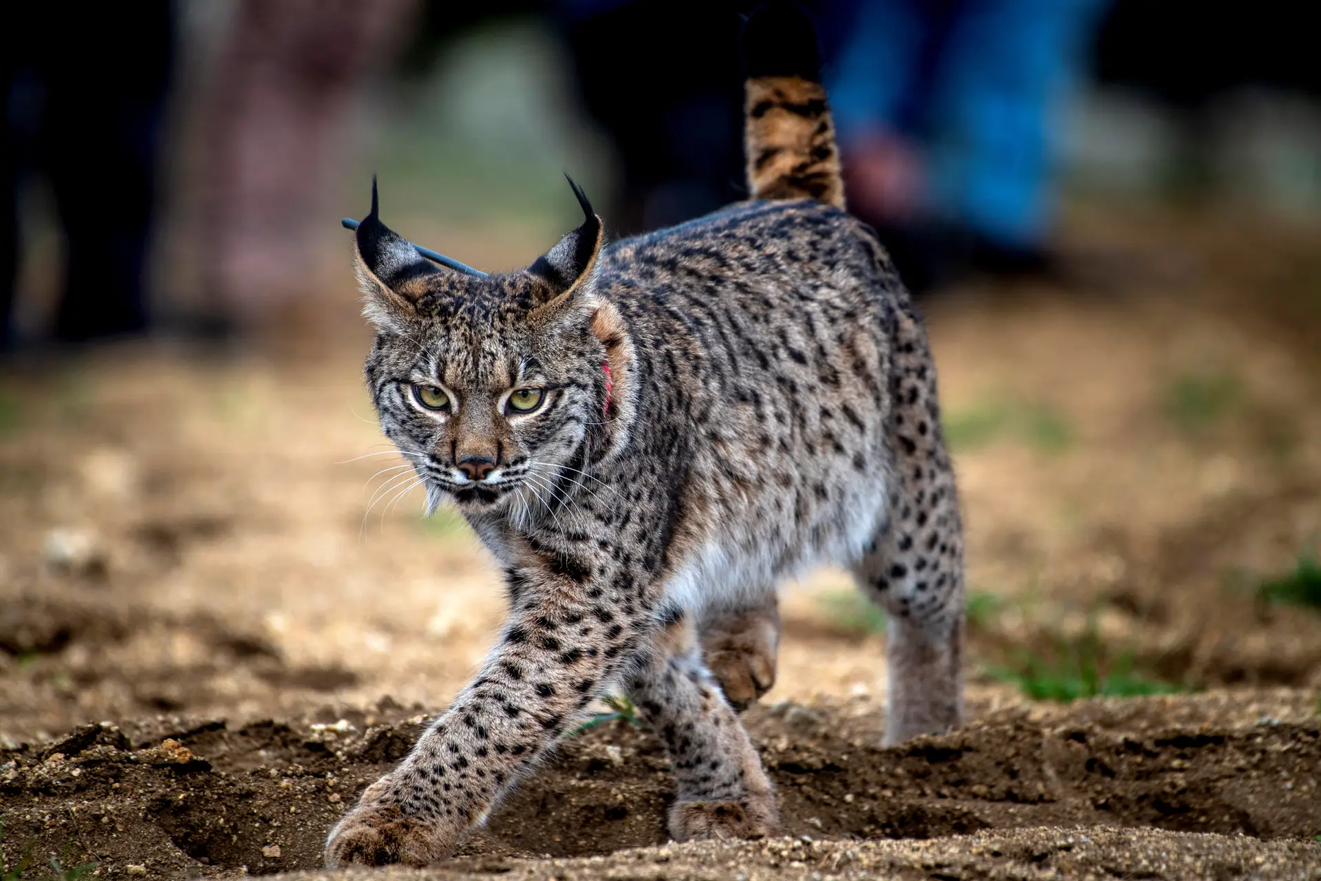 Rúben e Rwanda, dois lince ibérico, são libertado nas montanhas de Toledo, em Espanha.