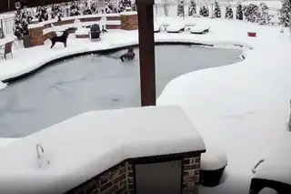 “Pura adrenalina”. Norte-americana salta para piscina gelada para salvar cão