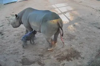 Um sinal de esperança. Nasceu uma cria de uma das espécies mais ameaçadas do mundo