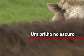 Um Brilho no Escuro