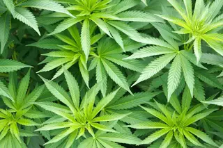 Legalizar canábis? Mais de 60 personalidades defendem regulação em carta aberta