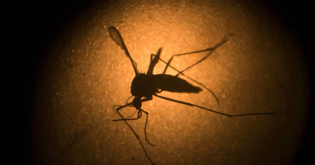 Febre amarela pode regressar à Europa: estudo alerta para risco de nova epidemia