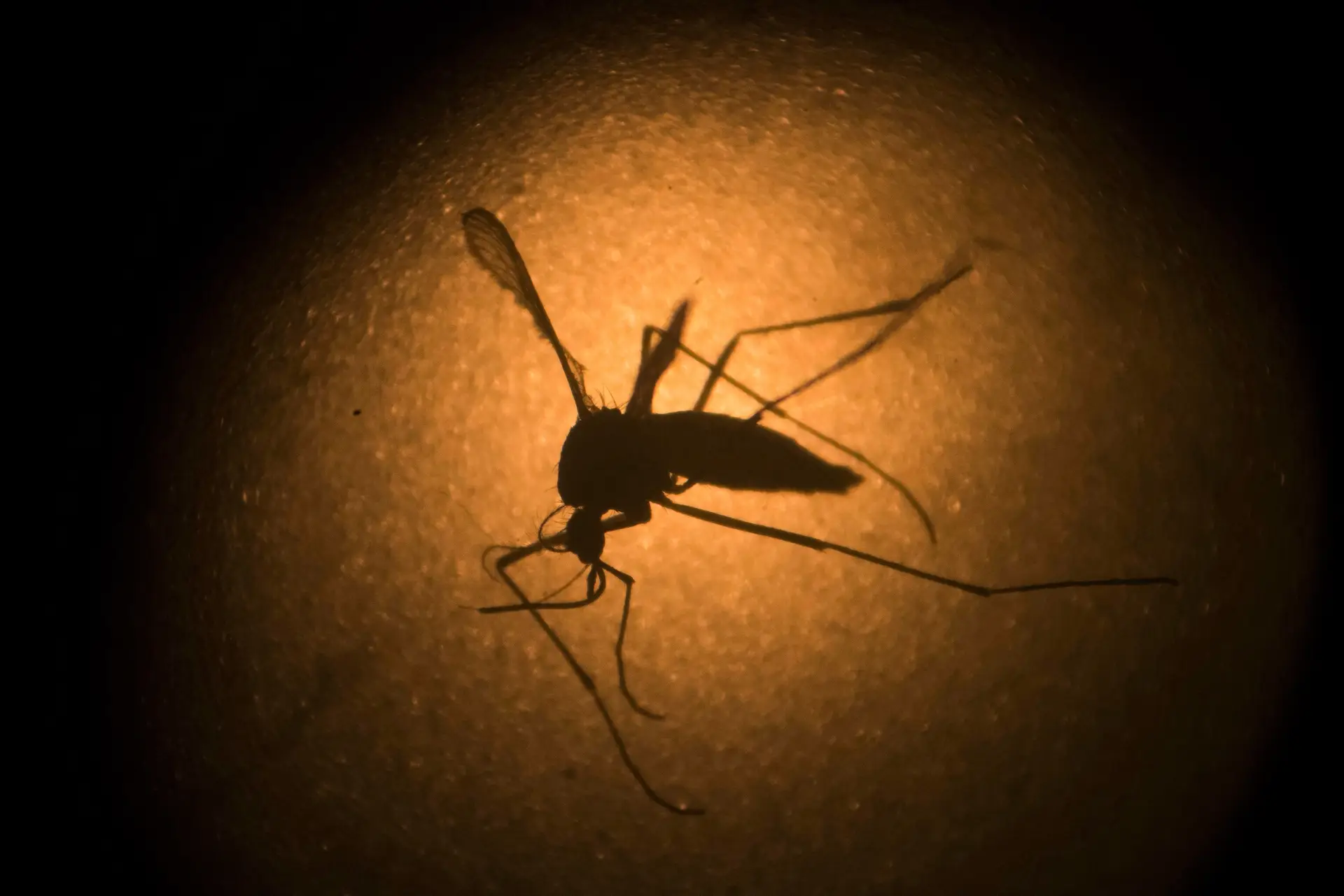 Brasil terá mais uma fábrica de mosquitos modificados para combater doenças