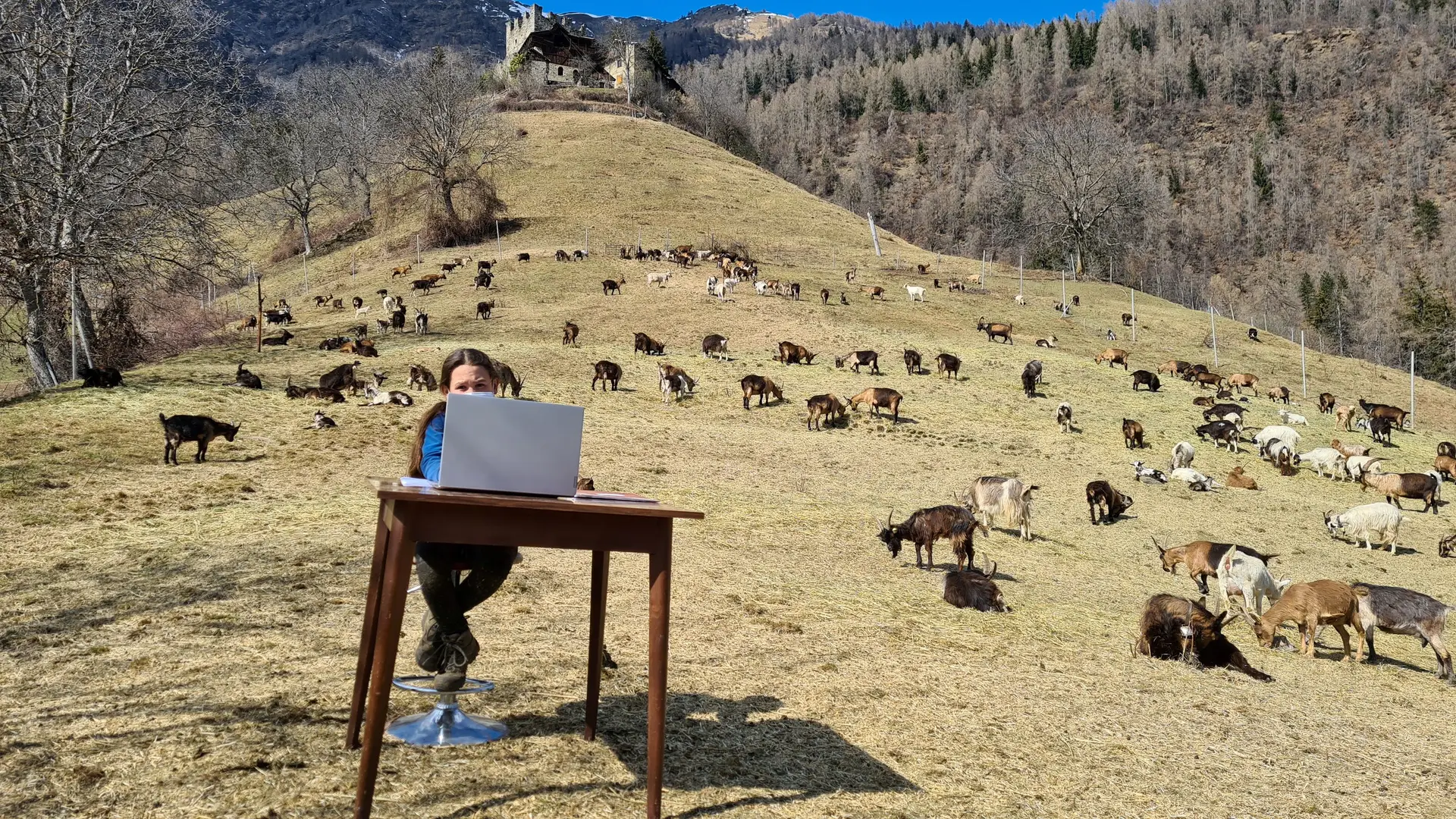 Ensino à distância no meio das montanhas e dos animais. Fiammetta, de 10 anos, assiste às aulas online cercada pelo rebanho de cabras do seu pai, pastor nas montanhas em Caldes, norte da Itália.