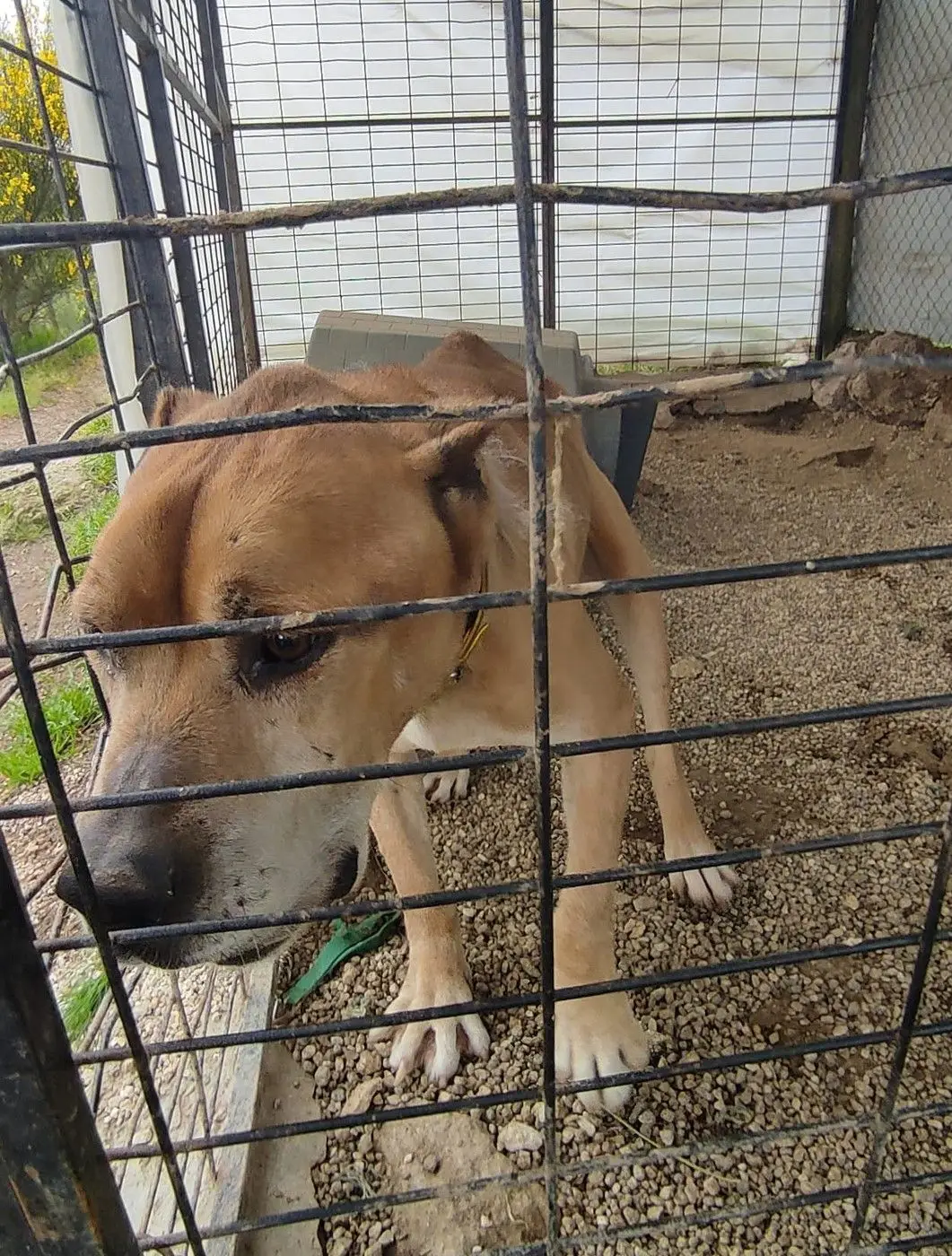 Ministério Público acusa protetora de animais por 23 crimes de maus tratos