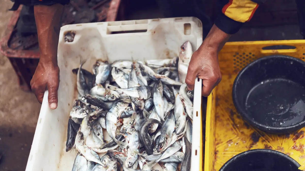 Pesca da sardinha