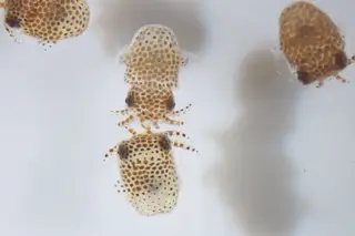 Lulas e vermes a caminho do espaço