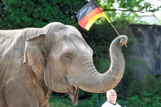 Insólitos da semana. Um elefante que prevê os resultados do Euro2020