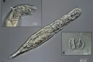 Animal microscópico ressuscita e reproduz-se após estar congelado 24 mil anos