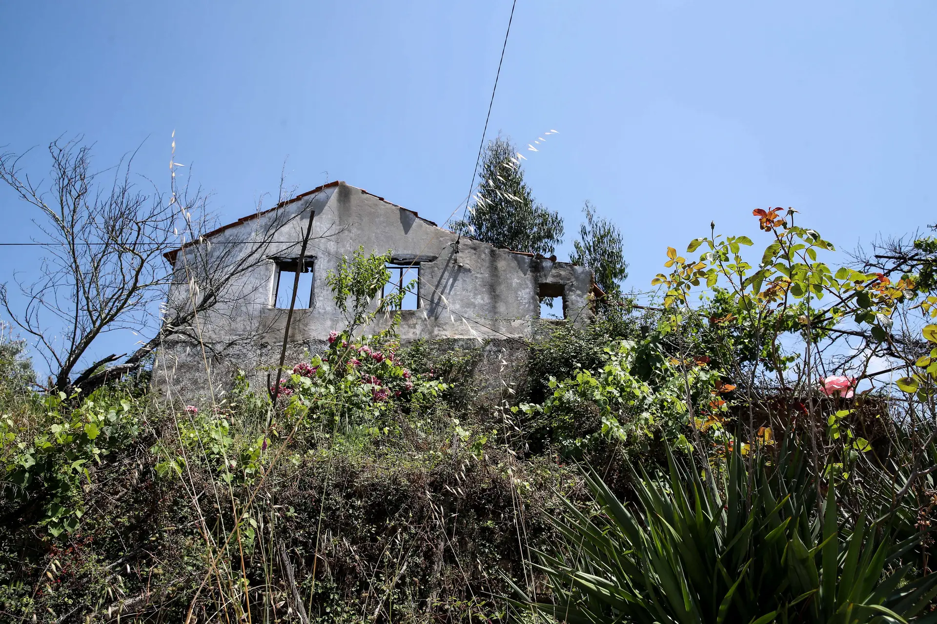 Pedrógão Grande: vereadora afirma em tribunal que era "para reconstruir tudo"
