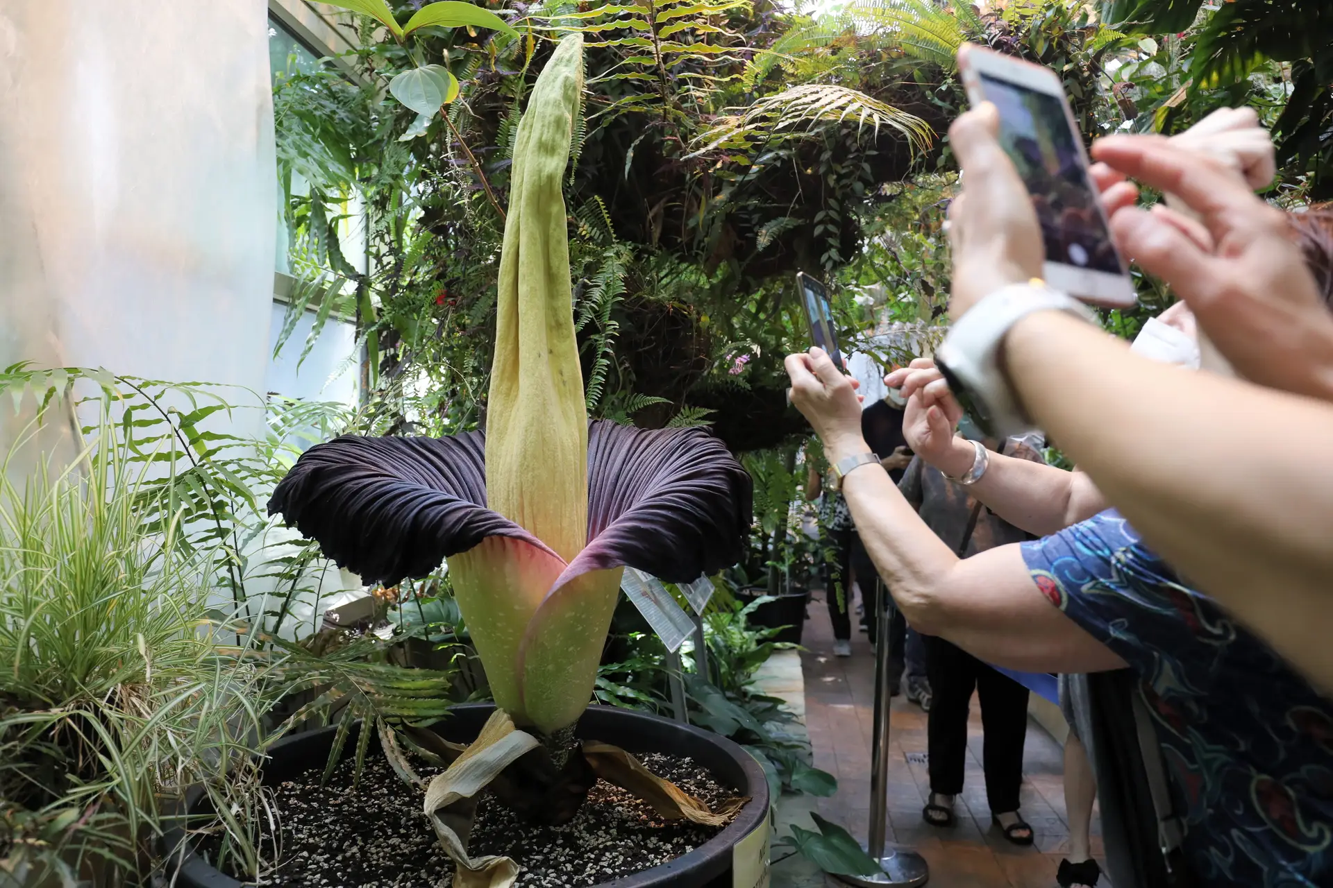 Flor-cadáver atrai milhares de pessoas a jardim botânico na Polónia 