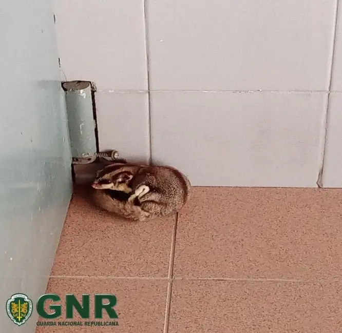 GNR resgata animal exótico em Vila Real