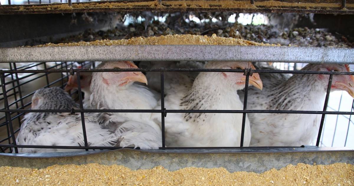 Сколько птиц было уничтожено человеческой деятельностью? Новая база данных поможет определить
