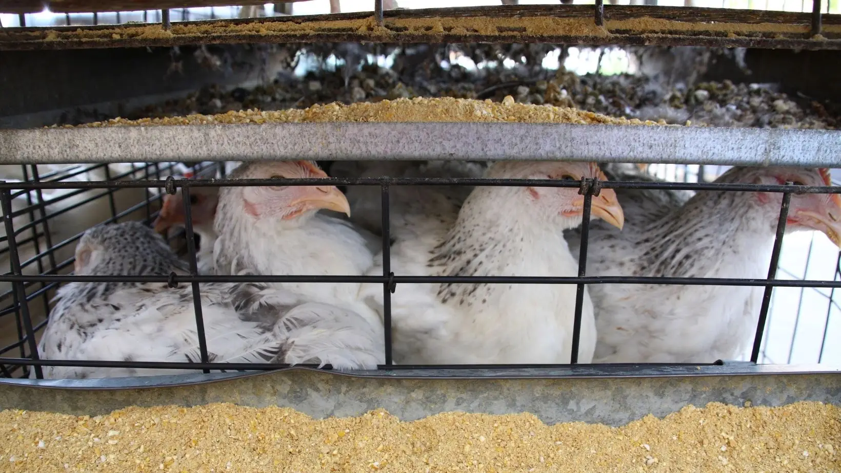 Gripe das aves força abate de 80.000 galinhas na República Checa